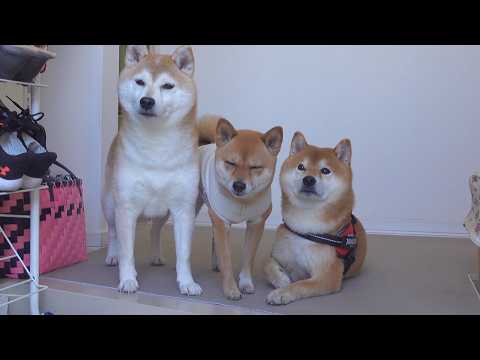 明日から柴犬に会えないので急遽実家へ。 サムネイル