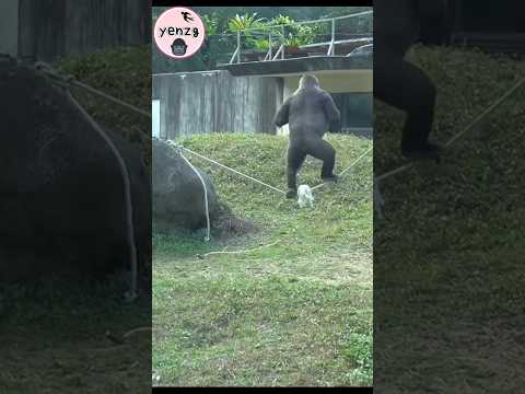 WoW gorilla beating chest on the rope gorillatag taipeizoo… サムネイル