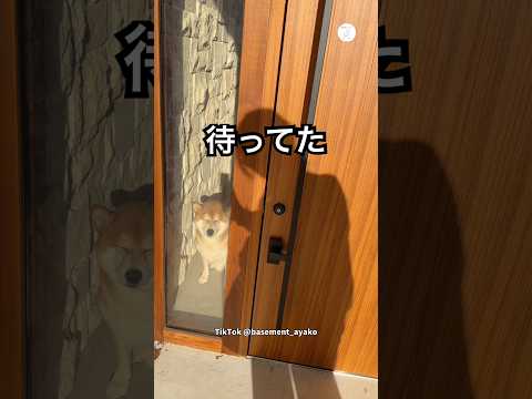 コンビニ3分で帰宅したら大喜びの柴犬　柴犬　犬　かわいい 犬のいる暮らし かわいい サムネイル