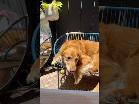 coming home to my golden retriever🥵goldenretreivers dog pup…