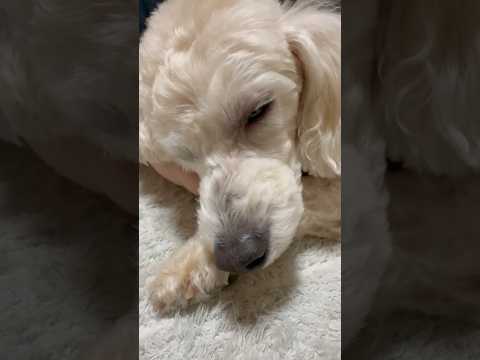 shorts 眠い💤💤💤タローちゃん　トイプードル　2026年1月19日 サムネイル