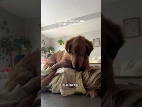 coming home to my golden retriever🥵 goldenretreiver dog ind…