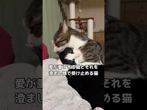愛が重い猫とそれを受け止める猫 猫 ねこのいる生活 キジトラ サバトラ サムネイル