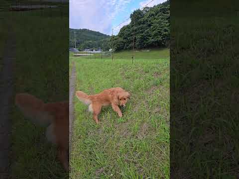 2026年5月30日 ゴールデンレトリバー 大型犬のいる生活 癒し shorts goldenretriever サムネイル
