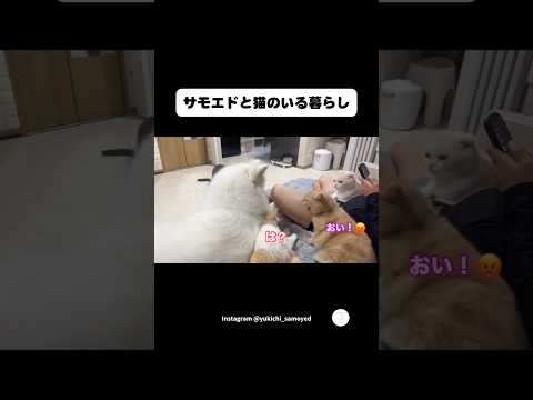 サモエドと猫のいる暮らし‼️何もしてないのに怒られた猫　サモエド　大型犬　犬　犬と猫 面白い