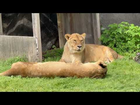 トムくん サナちゃんを見守る様に‥ ☺️    ライオン　浜松市動物園にて　2026年4月5日 サムネイル