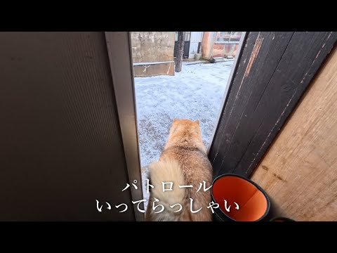 ゴハン食べて寝て起きてウラニワをぐるっと巡回して帰って来る午前中のお仕事 サムネイル