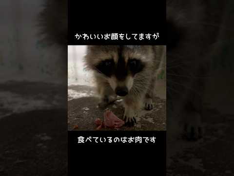 かわいいお顔で食べているのは…？ 東武動物公園 動物 動物園 zoo かわいい animals アライグマ サムネイル