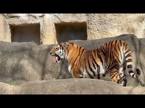 午後担当サーシャちゃん登場〜♪ アムールトラ　浜松市動物園にて　2026年2月15日 サムネイル