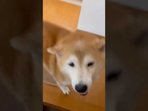 柴犬福 姉とボク・プリチさんの再会🤣Sis and Shiba🤣姉と柴 shorts 柴犬 shibainu japa… サムネイル