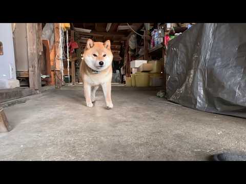 お散歩まだかな サムネイル