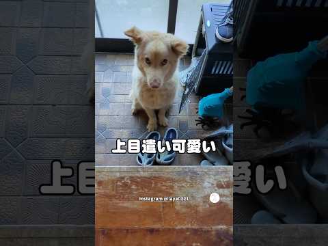 いい声でお喋りする犬‼️上目遣いも可愛い　　　　犬　いぬ　かわいい かわいい犬 犬のいる暮らし サムネイル