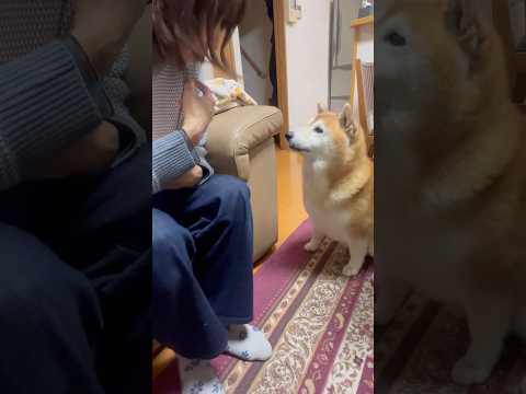 柴犬福 母へ散歩交渉を成立させた柴犬🤣Mother's boy🤣shorts 柴犬 funny japanesedog… サムネイル