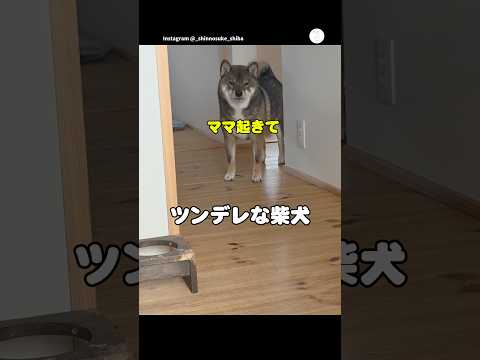 ツンデレ柴犬、起こしに来たのに近づくと逃げる　　柴犬　犬　いぬ　かわいい犬 面白い サムネイル