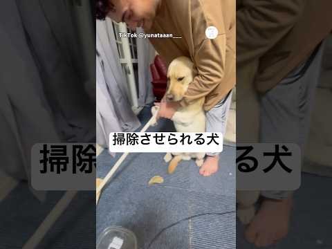 トイレ失敗して“お手伝い”させられる犬　ゴールデンレトリバー ラブラドールレトリバー 大型犬　犬　面白い サムネイル
