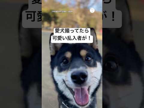 愛犬撮影中…可愛い乱入者が入ってきた　　犬　いぬ　かわいい犬  柴犬　 かわいい サムネイル