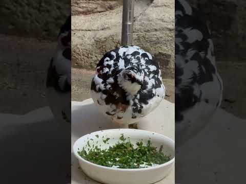 shorts 羽色の変化で春を知る🌸　ニホンライチョウ　那須どうぶつ王国にて　2026年4月11日 サムネイル