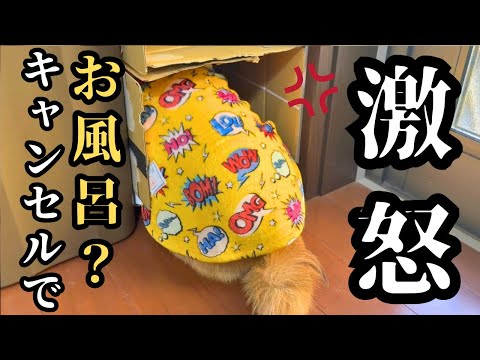 【激ムズ】お風呂嫌い柴犬を説得するのが大変過ぎてヘトヘトになりました サムネイル