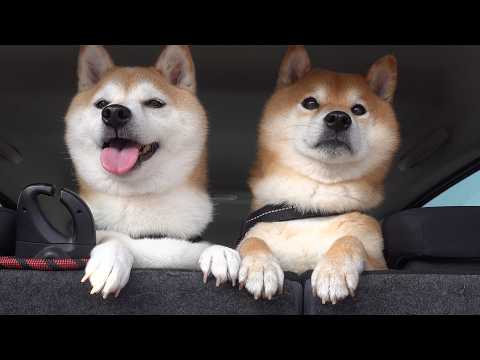 柴犬ともうすぐお別れ‥連れて行った先で大変な事態に。。 サムネイル