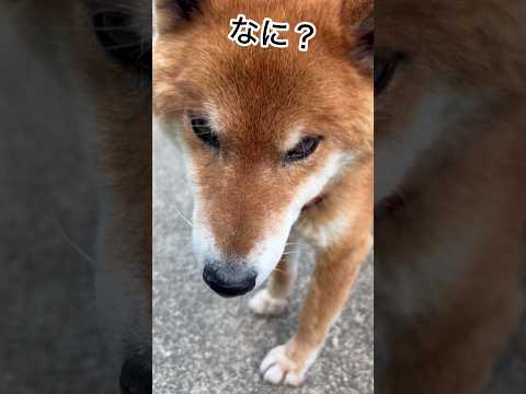 ’26.5.11 そっけない力丸… 柴犬 shibainu 柴犬のいる暮らし 柴犬の日常 見守り 力丸