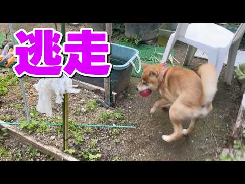 【逃走】ノーリードだと言うこと聞かなくなる柴犬小夏 サムネイル