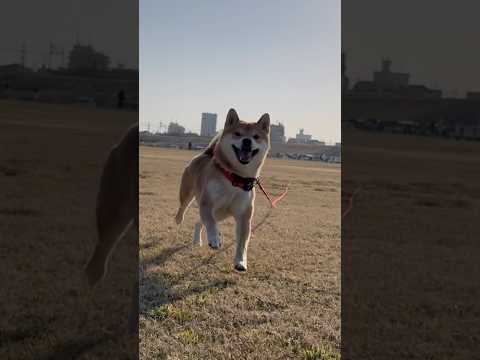 柴犬とん×エンヤ×スロー映像＝癒し サムネイル
