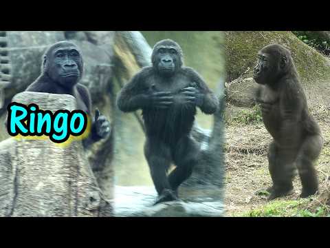 Gorilla Ringo - Chest Beating Highlights '25-'26金剛猩猩Ringo可愛… サムネイル