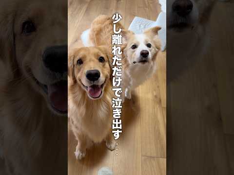 少し離れただけで泣き出しちゃうゴールデンレトリバー【ボーダーコリー】shorts