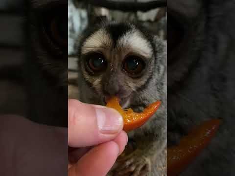 よっちゃんの美味しいの鳴き声♫#おばあちゃん #かわいい #shorts サムネイル