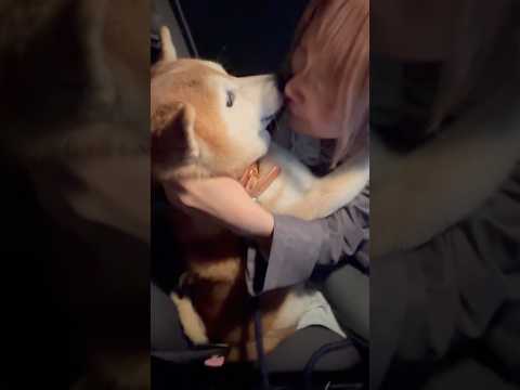 柴犬福 姉とプリティボ氏の2分ぶりの再会🤣Sis and Shiba🤣姉と柴 shorts 柴犬 shibainu j…
