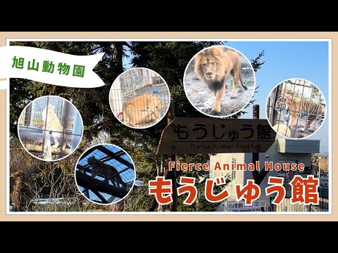 【旭山動物園】もうじゅう館🦁🐯🐆[Asahiyama Zoo]Fierce Animal House サムネイル