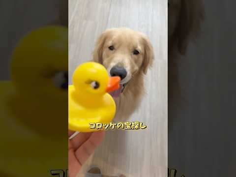 あひる捜索隊🐥 大型犬 ゴールデンレトリバー サムネイル