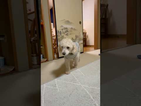 shorts 今晩のタローちゃん　トイプードル　2026年３月8日 サムネイル