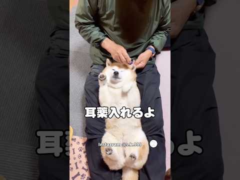 ガウガウする柴犬‼️耳薬入れるとまさかの反応が可愛すぎる　　柴犬　犬　かわいい かわいい犬 面白い サムネイル