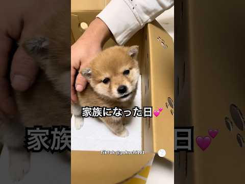 初めてお家に来た柴犬、家族になった日💕　　柴犬　犬　子犬　かわいい かわいい犬