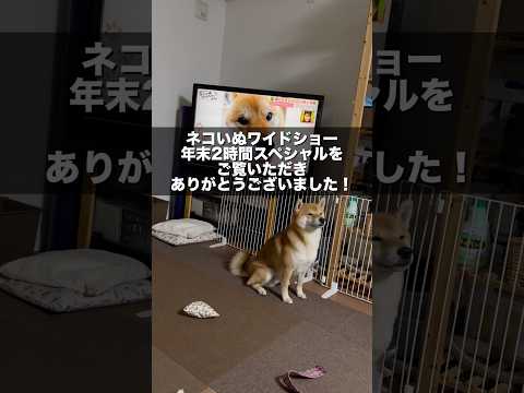 柴犬とん君、ネコいぬワイドショー2時間スペシャルに出演しましたー！　柴犬　柴犬とん サムネイル
