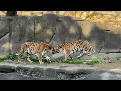 娘との交代を待つローラさんソーンさん　アムールトラ　浜松市動物園にて　2026年3月15日 サムネイル