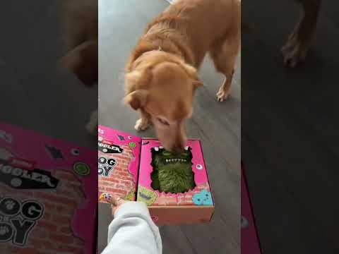 Tattoo tour😍| MINI VLOG With GOLDEN Retivier goldenretrieve…