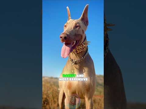 Top 4 Rarest and Most Expensive Doberman Colors in the Worl…