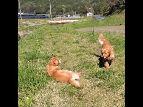 ゆったり母親と甘えたゴールデンレトリバー goldenretriever 大型犬のいる生活 ibukikohaku 散… サムネイル