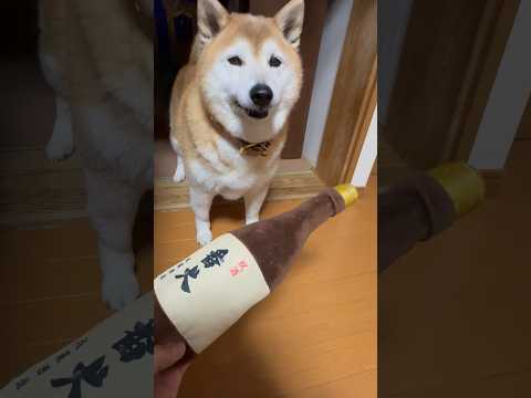 柴犬福 兄の相手はしたくなさそうな柴犬🤣Brother and Shiba🤣shorts funny funnydog… サムネイル