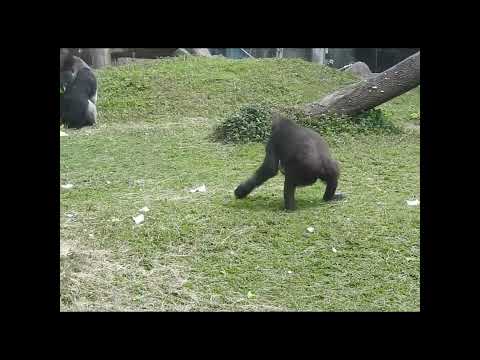 gorilla Iriki 15y1m old shorts.I覓食.撿拾食物高手 サムネイル