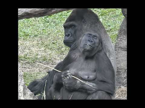 old married couple.Gorilla D'jeeco 27y2m old husband & wife… サムネイル