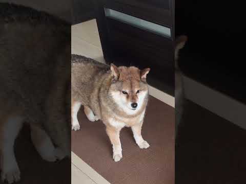 飼い主の暴挙に憤りを隠せない柴犬 サムネイル