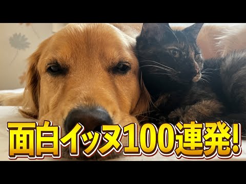 【ゴールデンレトリバー】ツッコミどころ満載！おもしろ犬動画集wwww【爆笑イッヌ100連発】 サムネイル