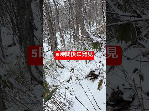 無事で帰って来ました#shorts #puppy #ゴールデンレトリバー #グレートピレニーズ #迷子犬 サムネイル