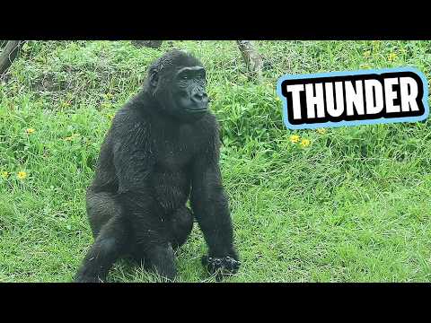 Ringo is not afraid of Thunder, chasing Jabali金剛猩猩雨中開心嚕地聽到雷… サムネイル