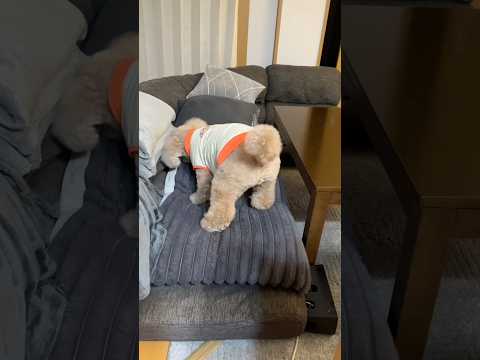 ガムを上手に隠せるようになった大きいトイプードル デカプー トイプードル toypoodle 犬 いぬ 犬のいる生活 サムネイル