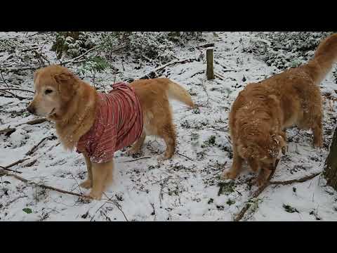 雪が降っても元気なゴールデンレトリバー　2026年1月25日 サムネイル
