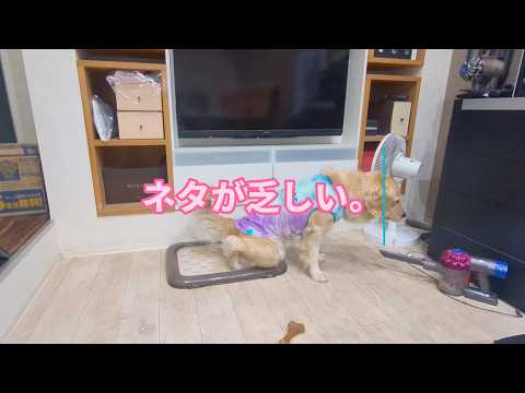 東京生活が延々と続く。ゴールデンレトリバーティト サムネイル